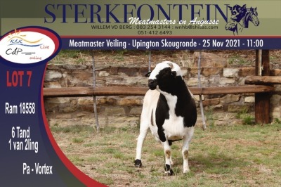 LOT 7 1X MEATMASTER RAM STERKFONTEIN MEATMASTER