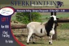 LOT 7 1X MEATMASTER RAM STERKFONTEIN MEATMASTER - 2