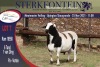 LOT 7 1X MEATMASTER RAM STERKFONTEIN MEATMASTER - 3