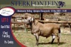 LOT 8 1X MEATMASTER RAM STERKFONTEIN MEATMASTER