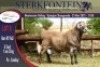 LOT 8 1X MEATMASTER RAM STERKFONTEIN MEATMASTER - 2