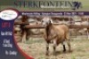 LOT 8 1X MEATMASTER RAM STERKFONTEIN MEATMASTER - 4