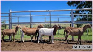 LOT 136D 1X MEATMASTER OOI/EWE