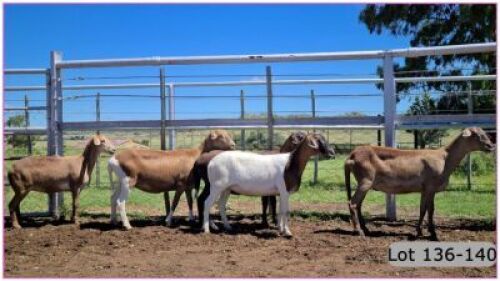 LOT 136D 1X MEATMASTER OOI/EWE