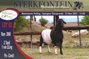 LOT 62 1X MEATMASTER RAM STERKFONTEIN MEATMASTER