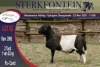 LOT 62 1X MEATMASTER RAM STERKFONTEIN MEATMASTER - 4