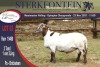 LOT 63 1X MEATMASTER RAM STERKFONTEIN MEATMASTER - 3