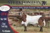 LOT 89 1X MEATMASTER RAM STERKFONTEIN MEATMASTER - 3