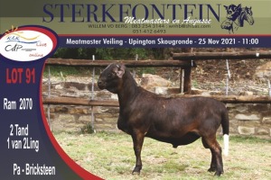 LOT 91 1X MEATMASTER RAM STERKFONTEIN MEATMASTER