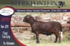 LOT 91 1X MEATMASTER RAM STERKFONTEIN MEATMASTER - 4