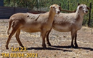 LOT 23 1X MEATMASTER OOI/EWE THERONJE MEATMASTERS