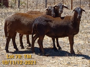 LOT 78 3X MEATMASTER OOI/EWE THERONJE MEATMASTERS