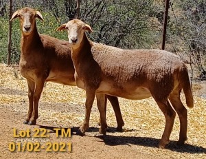 LOT 22 1X MEATMASTER OOI/EWE THERONJE MEATMASTERS