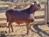LOT 35 1X MEATMASTER RAM VER VAN HIER MEATMASTERS - 2