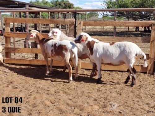 LOT 84 2X OOI/EWE VER VAN HIER MEATMASTERS