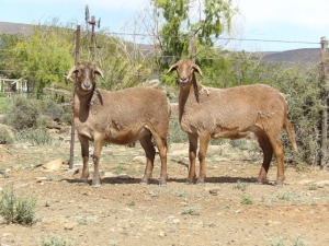 LOT 29 2X MEATMASTER OOI/EWE GEREGISTREER WILGERBOOM MEATMASTER