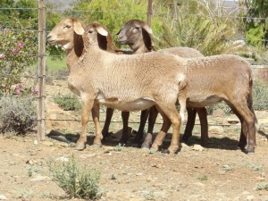 LOT 30 2X MEATMASTER OOI/EWE GEREGISTREER WILGERBOOM MEATMASTER