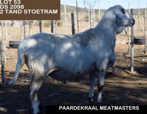 LOT 53 1X MEATMASTER RAM - GEREGISTREER - PAARDEKRAAL MEATMASTERS