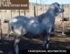 LOT 53 1X MEATMASTER RAM - GEREGISTREER - PAARDEKRAAL MEATMASTERS