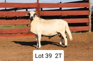 LOT 39 1X MEATMASTER RAM ANRIDEL MEATMASTERS