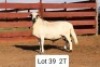 LOT 39 1X MEATMASTER RAM ANRIDEL MEATMASTERS