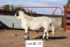 LOT 40 1X MEATMASTER RAM ANRIDEL MEATMASTERS