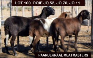 LOT 100 3X MEATMASTER OOI/EWE PAARDEKRAAL MEATMASTERS