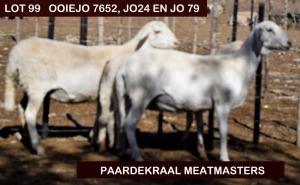 LOT 99 2X MEATMASTER OOI/EWE PAARDEKRAAL MEATMASTERS