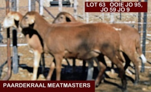 LOT 63 2X MEATMASTER OOI/EWE PAARDEKRAAL MEATMASTERS