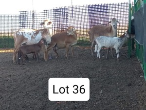 LOT 36 3+3X MEATMASTER OOI/EWE ANRIDEL MEATMASTERS