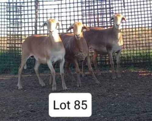 LOT 85 3X MEATMASTER OOI/EWE ANRIDEL MEATMASTERS