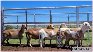 LOT 141E 1X MEATMASTER OOI/EWE - PREGNANT