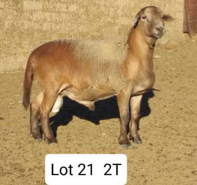 LOT 21 1X MEATMASTER RAM DRIEKOP MEATMASTERS