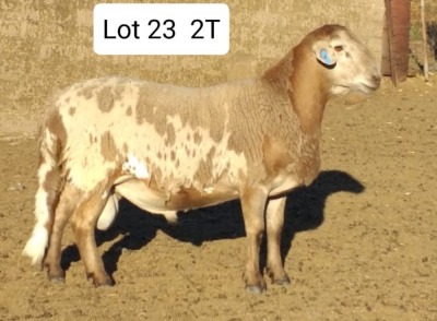 LOT 23 1X MEATMASTER RAM DRIEKOP MEATMASTERS