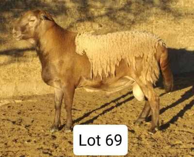 LOT 69 1X MEATMASTER RAM DRIEKOP MEATMASTERS