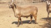 LOT 12 2X MEATMASTER OOI MET LAM/EWE WITH LAMB DORINGVELD MEATMASTERS(PER STUK OM LOT TE NEEM/PER PIECE TO TAKE THE LOT) - 5