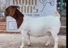 LOT 57 1X BOER GOAT OOI/EWE - STUD - RUAN MANS BOERBOKSTOET