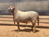 LOT 3 1X RAM - GEREGISTREER - GHM COMPION MEATMASTER