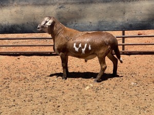 LOT 1 1X MEATMASTER RAM - GEREGISTREER - GHM COMPION MEATMASTER