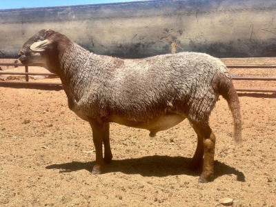 LOT 57 1X RAM - GEREGISTREER - GHM COMPION MEATMASTER