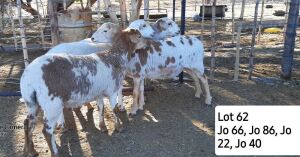 LOT 62 2X MEATMASTER OOI/EWE PAARDEKRAAL MEATMASTERS