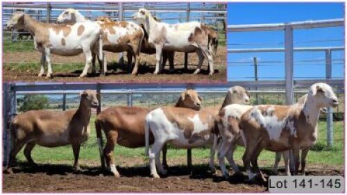 LOT 144E 1X MEATMASTER OOI/EWE - PREGNANT