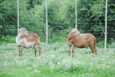 LOT 13 2X MEATMASTER OOI/EWE VOORWAARTS BOERDERY(PER STUK OM LOT TE NEEM/PER PIECE TO TAKE THE LOT)