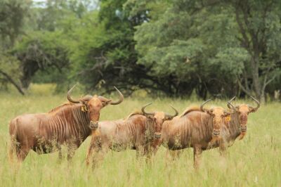 LOT 15  5+5x  GOUEWILDEBEES KOEI/ GOLDEN WILDEBEEST COW (PER STUK OM LOT TE NEEM/PER PIECE TO TAKE THE LOT)