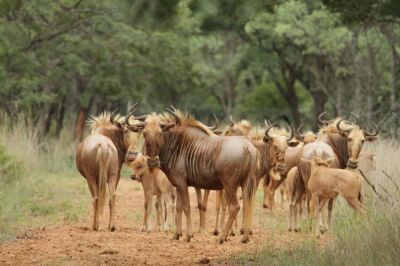 LOT 16 5+5x  GOUEWILDEBEES KOEI/ GOLDEN WILDEBEEST COW (PER STUK OM LOT TE NEEM/PER PIECE TO TAKE THE LOT)