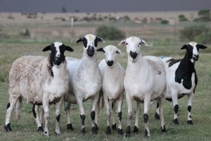 5X MEATMASTER OOI/EWE BOS BLANCO (Per stuk om lot te neem)