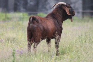 1X KALAHARI REDS RAM CARMIA WILLE