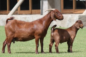 1+1X KALAHARI REDS OOI/EWE CARMIA WILLE