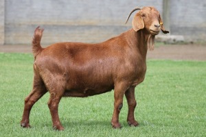 1X KALAHARI REDS OOI/EWE CARMIA WILLE