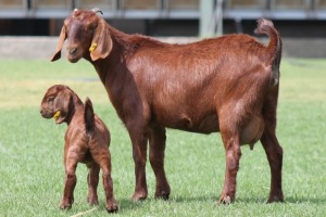 1+1X KALAHARI REDS OOI/EWE CARMIA WILLE